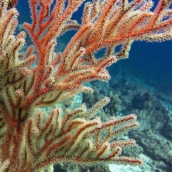 Skincare Ingredient Spotlight: Sea Whip